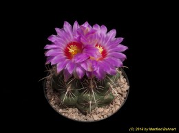 Thelocactus bicolor 2295